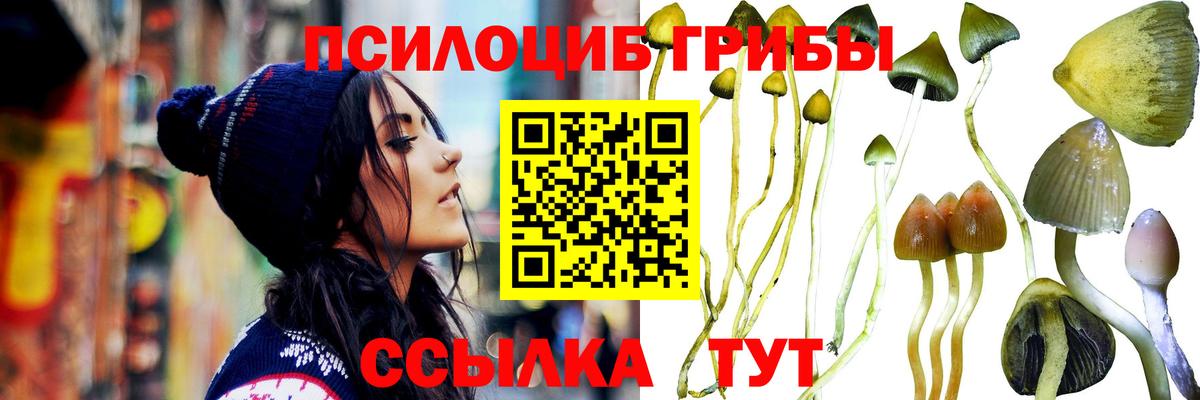 Псилоцибиновые грибы Cubensis  где купить наркоту  Вологда  Вход с VPN 